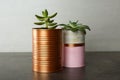 Echeveria plants in color tin cans on grey stone table, closeup Royalty Free Stock Photo