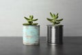 Echeveria plants in tin cans on stone table Royalty Free Stock Photo