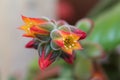 Echeveria pulvinata flowers macro