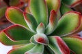 Echeveria Pulvinata, succulent plant