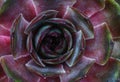 Echeveria, red plant, flower, detail Royalty Free Stock Photo