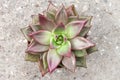 Echeveria Red Taurus plant closeup. Evergreen succulent plant with rosettes of colorful leaves