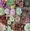 Echeveria rosette succulent background, top view