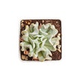 Echeveria runyonii Topsy Turvy on white background, top view Royalty Free Stock Photo