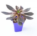 Echeveria Serrano plant succulent in pot. Purple little flower on white background. Royalty Free Stock Photo