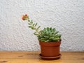 Echeveria setosa, Mexican fire cracker, bloomingsucculent plant