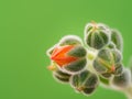 Echeveria setosa, Mexican fire cracker, blossom of succulent plant Royalty Free Stock Photo