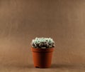 Echeveria setosa in pot with brown background