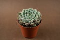 Echeveria setosa in pot with brown background top view