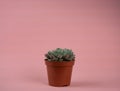 Echeveria setosa in pot with pink background