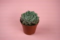 Echeveria setosa in pot with pink background top view