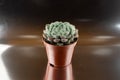 Echeveria setosa in pot with silver background