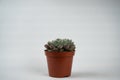 Echeveria setosa in pot with white background