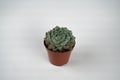 Echeveria setosa in pot with white background top view