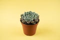 Echeveria setosa in pot with yellow background top view