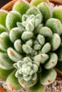 Echeveria Setosa Rosette green succulent house plant macro deatail with fluffy leaves