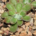 Echeveria setosa