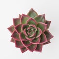 Echeveria Shallot flower rosette succulent isolated on white background