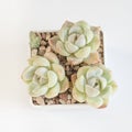 Echeveria snow bunny flowers succulent on white, top view