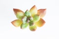 Echeveria Spica flower rosette isolated. Bright succulent plant