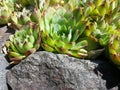 Echeveria or Stone Rose - ornamental garden plants Royalty Free Stock Photo