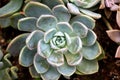 Echeveria - Stone roses Royalty Free Stock Photo