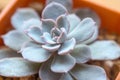 Echeveria Subsessilis Royalty Free Stock Photo