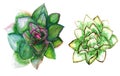 Echeveria succulent art