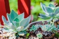 Echeveria succulent desert plant cactus decorative close up