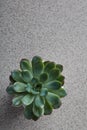 Echeveria succulent green plant on a gray marble background top view
