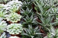 Echeveria, succulent and haworthia in pots grow in the greenhouse. Rows of house plants for sale at the flower market