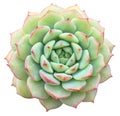 Echeveria Succulent