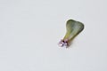 Echeveria succulent leaf propagating Royalty Free Stock Photo