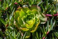 Echeveria succulent, plant forms a rosette leaves