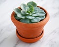 Echeveria succulent plant marble background