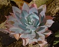 Echeveria succulent plant , overhead view