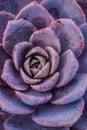 Echeveria succulent plant. Purple and red, wet from dew, rain or frost