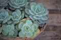 Echeveria succulent plants in basket on wooden floor Royalty Free Stock Photo