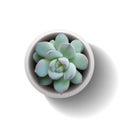 Echeveria succulent vector2