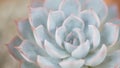 Echeveria succulents close up shot