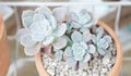 Echeveria succulents close up shot