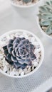 Echeveria violet queen succulent in white circle pot Royalty Free Stock Photo