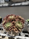 Echeverias are a genus of succulent plants that make up the Crassulaceae family.