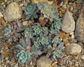 Echevveria succulent plants in between stones and rockspsucculent lants in between stones and rocks