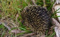 Echidna anteater sleeping near tree branch