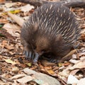 Echidna anteater