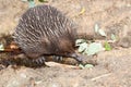 Echidna anteater