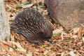 Echidna anteater