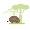 Echidna Australian animal Royalty Free Stock Photo