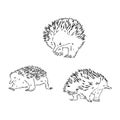 Echidna, Australian animal linear hand drawn illustration. Vector. Royalty Free Stock Photo